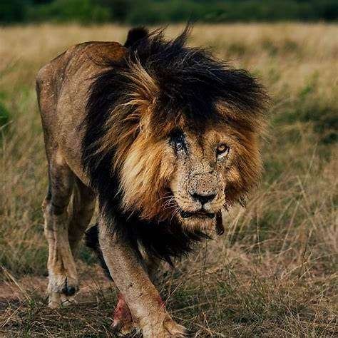 Scarface, the Legendary Lion of the Masai Mara
